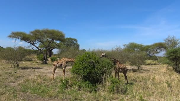 Des girafes africaines. Safari - voyage à travers la savane africaine. Tanzanie . — Video
