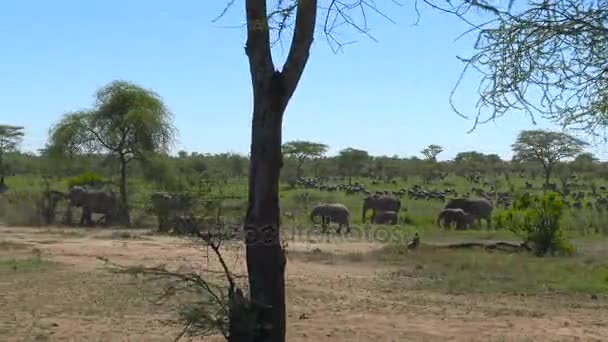 Słonie afrykańskie. Safari - podróż przez afrykańskiej sawanny. Tanzania. — Wideo stockowe