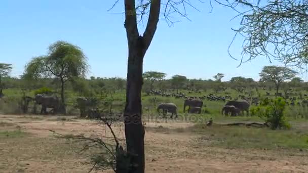 Elefantes africanos. Safari - viaje a través de la sabana africana. Tanzania . — Vídeo de stock