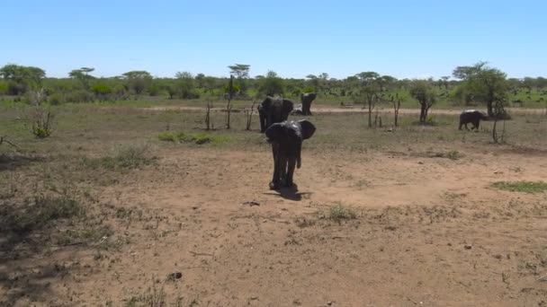 Elefantes africanos. Safari - viaje a través de la sabana africana. Tanzania . — Vídeo de stock