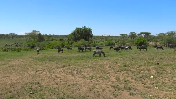 Un troupeau de zèbres et de gnous. Safari - voyage à travers la savane africaine. Tanzanie . — Video