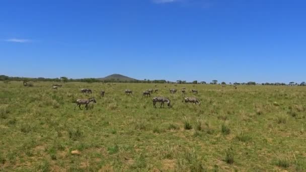 アフリカゾウ。サファリ - アフリカのサバンナを旅します。タンザニア. — ストック動画