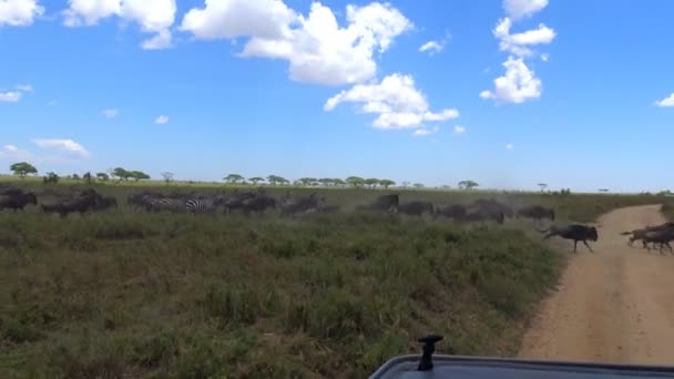 Un troupeau de zèbres et de gnous. Safari - voyage à travers la savane africaine. Tanzanie . — Video