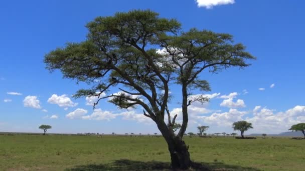 Safari - viaje a través de la sabana africana. Tanzania . — Vídeos de Stock