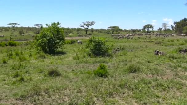 En besättning med Zebra och GNU. Safari - resa genom den afrikanska savannen. Tanzania. — Stockvideo