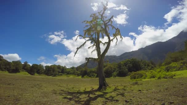 En la ladera del monte Meru. Safari - viaje a través de la sabana africana. Tanzania . — Vídeos de Stock