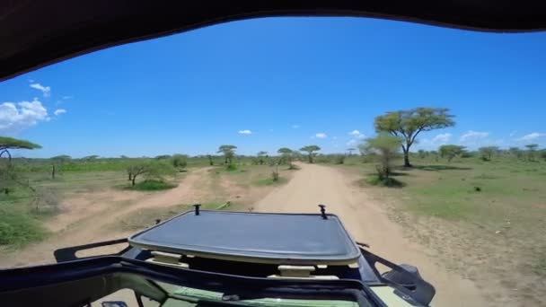 Een kudde Zebra en gnoes. Safari - reis door de Afrikaanse savanne. Tanzania. — Stockvideo