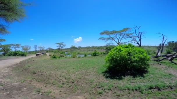 A herd of Zebra and wildebeest. Safari - journey through the African Savannah. Tanzania. — Stock Video