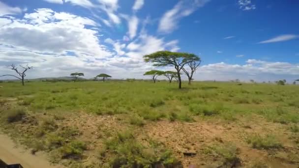 Safari - reis door de Afrikaanse savanne. Tanzania. — Stockvideo