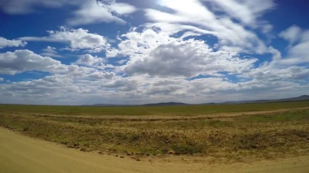 Safari - viaje a través de la sabana africana. Tanzania . — Vídeos de Stock