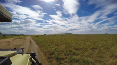 Zebra ve antilop sürüsü. Safari - Afrika savana yolculuk. Tanzanya.