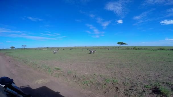 Stado Zebra i GNU. Safari - podróż przez afrykańskiej sawanny. Tanzania. — Wideo stockowe