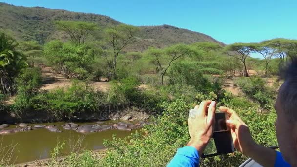 Hippopotames dans le dessèchement de la rivière. Safari - voyage à travers la savane africaine. Tanzanie . — Video