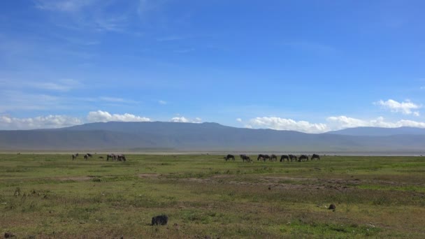 GNÚ a Ngorongoro kráter. Safari - utazás az afrikai szavanna. Tanzánia. — Stock videók