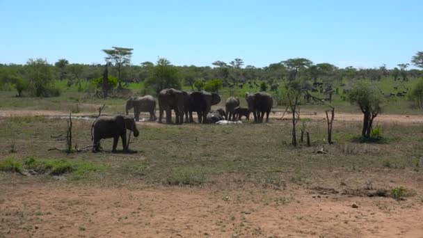 African elephants. Safari - journey through the African Savannah. Tanzania. — Stock Video