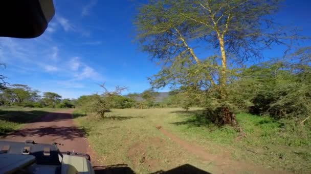 Éléphants d'Afrique dans le cratère de Ngorongoro. Safari - voyage à travers la savane africaine. Tanzanie . — Video