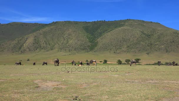 在火山口的牛羚。野生动物园-非洲大草原之旅。坦桑尼亚. — 图库视频影像