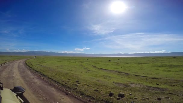 Wildebeest in the Ngorongoro crater. Safari - journey through the African Savannah. Tanzania. — Stock Video