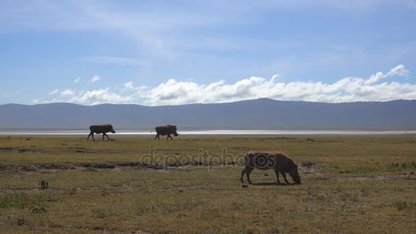 Vårtsvin i Ngorongoro kratern. Safari - resa genom den afrikanska savannen. Tanzania. — Stockvideo