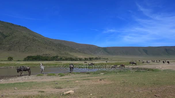 一群斑马和羚羊。野生动物园-非洲大草原之旅。坦桑尼亚. — 图库视频影像