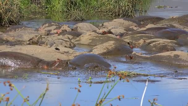 Hipopótamos en el lago del cráter de Ngorongoro. Safari - viaje a través de la sabana africana. Tanzania . — Vídeos de Stock