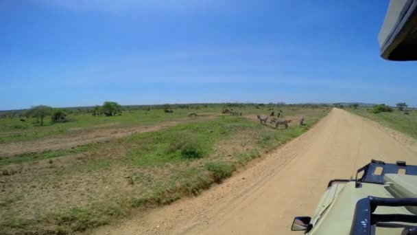 Egy állomány, Zebra és GNÚ. Safari - utazás az afrikai szavanna. Tanzánia.
