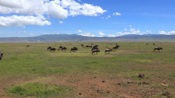 Gnoes in de Ngorongoro krater. Safari - reis door de Afrikaanse savanne. Tanzania. — Stockvideo