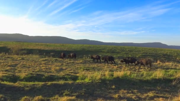 Kafferbuffel in de Ngorongoro krater. Safari - reis door de Afrikaanse savanne. Tanzania. — Stockvideo