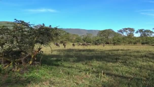 Wildebeest in the Ngorongoro crater. Safari - journey through the African Savannah. Tanzania. — Stock Video