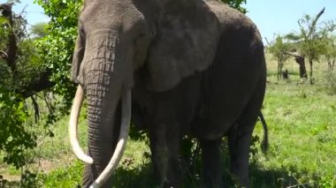 Afrika filleri. Safari - Afrika savana yolculuk. Tanzanya.