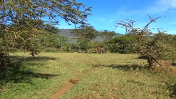 Afrikaanse olifanten in de Ngorongoro krater. Safari - reis door de Afrikaanse savanne. Tanzania. — Stockvideo