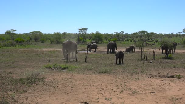 Elefanti africani. Safari - viaggio attraverso la Savana africana. Tanzania . — Video Stock