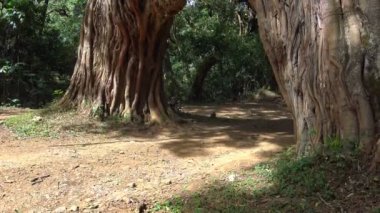  Benzersiz ağaç - mount Meru yamacında arch. Safari - Afrika savana yolculuk. Tanzanya.