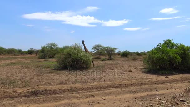 Des girafes africaines. Safari - voyage à travers la savane africaine. Tanzanie . — Video