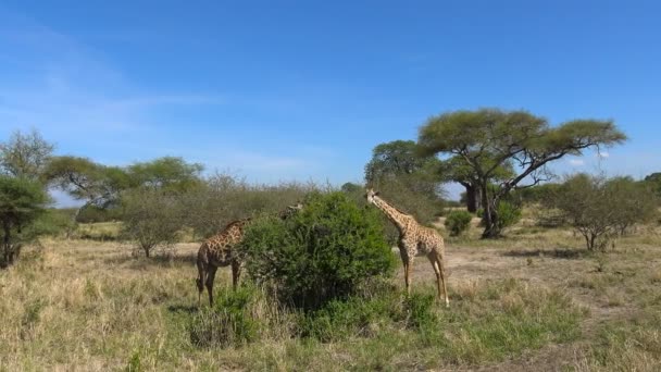 Jirafas africanas. Safari - viaje a través de la sabana africana. Tanzania . — Vídeo de stock