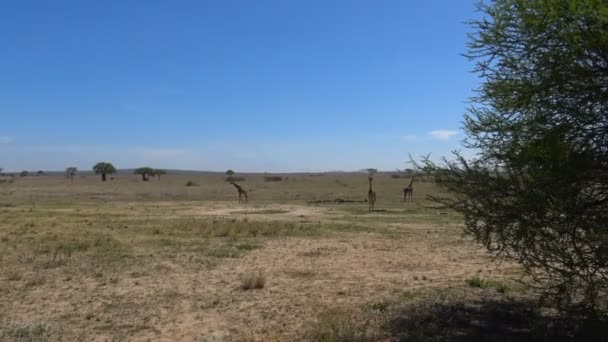 Jirafas africanas. Safari - viaje a través de la sabana africana. Tanzania . — Vídeos de Stock