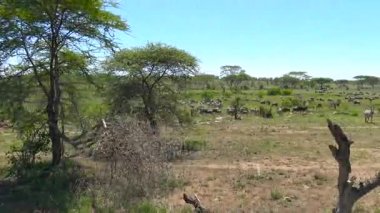  Zebra ve antilop sürüleri. Safari - Afrika savana yolculuk. Tanzanya.