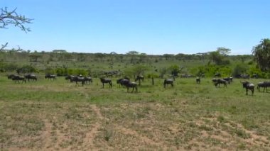  Zebra ve antilop sürüleri. Safari - Afrika savana yolculuk. Tanzanya.