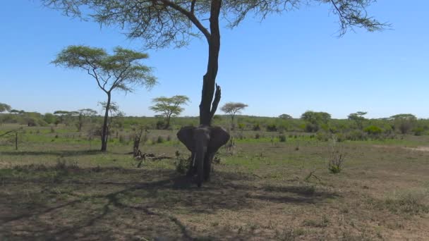 아프리카 코끼리입니다. 사파리-아프리카 사바나를 통해 여행입니다. 탄자니아. — 비디오