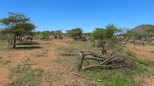 Zebra és GNÚ-csordák. Safari - utazás az afrikai szavanna. Tanzánia. — Stock videók