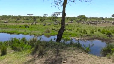  Zebra ve antilop sürüleri. Safari - Afrika savana yolculuk. Tanzanya.