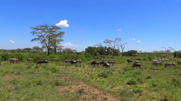 Manadas de cebra y ñus. Safari - viaje a través de la sabana africana. Tanzania . — Vídeo de stock