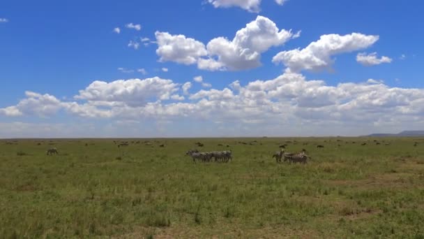 成群的斑马和羚羊。野生动物园-非洲大草原之旅。坦桑尼亚. — 图库视频影像
