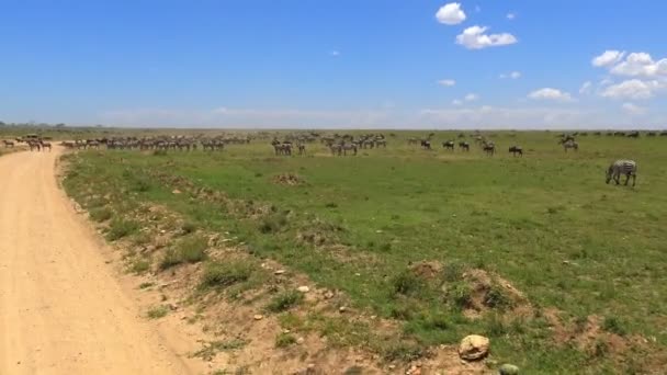 Manadas de cebra y ñus. Safari - viaje a través de la sabana africana. Tanzania . — Vídeo de stock