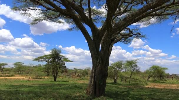 Umbera akác. Safari - utazás az afrikai szavanna. Tanzánia. — Stock videók