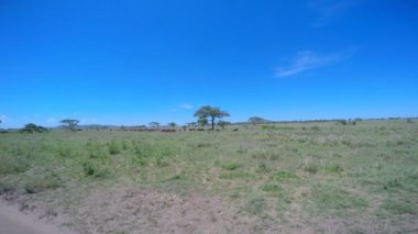 Antilop sürüsü. Safari - Afrika savana yolculuk. Tanzanya.