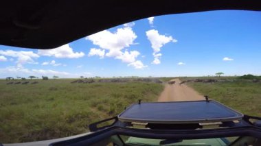  Zebra ve antilop sürüleri. Safari - Afrika savana yolculuk. Tanzanya.