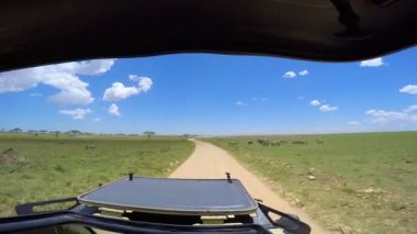  Zebra ve antilop sürüleri. Safari - Afrika savana yolculuk. Tanzanya.