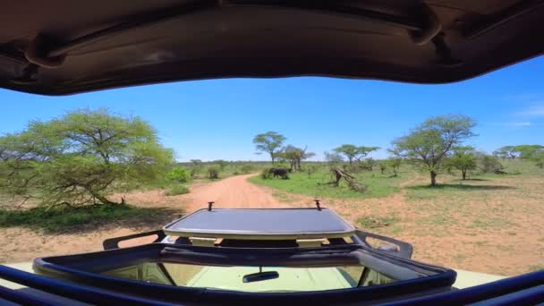 Elefantes africanos. Safari - viagem pela Savannah Africana. Tanzânia . — Vídeo de Stock