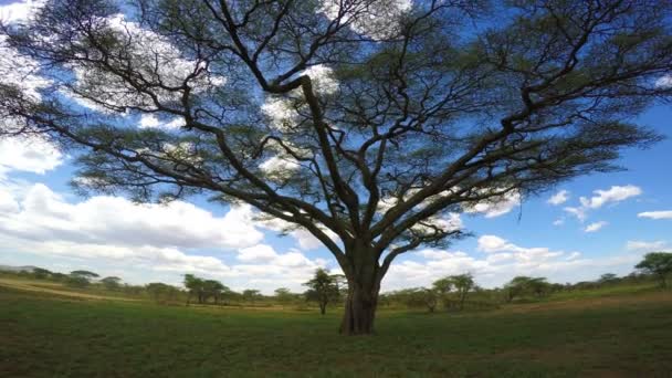 Paraguas acacia. Safari - viaje a través de la sabana africana. Tanzania . — Vídeo de stock